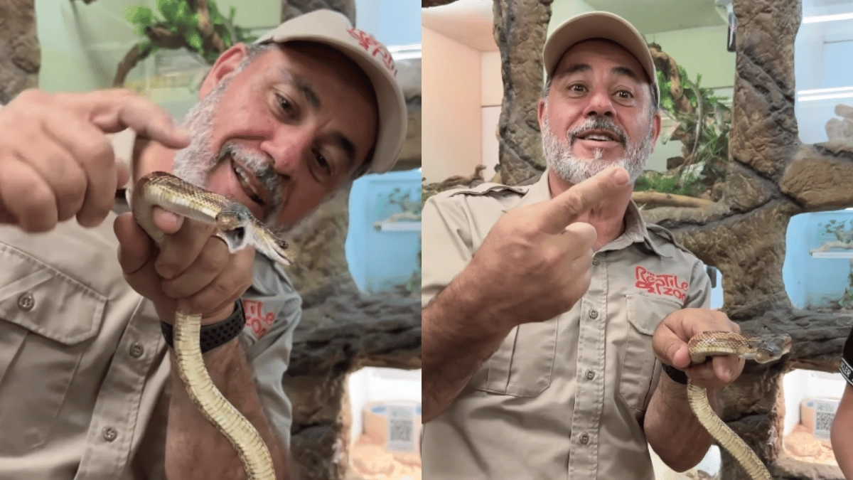 man-gets-bitten-by-snake-with-two-heads-netizens-more-intrigued-by-reptile-viral-video